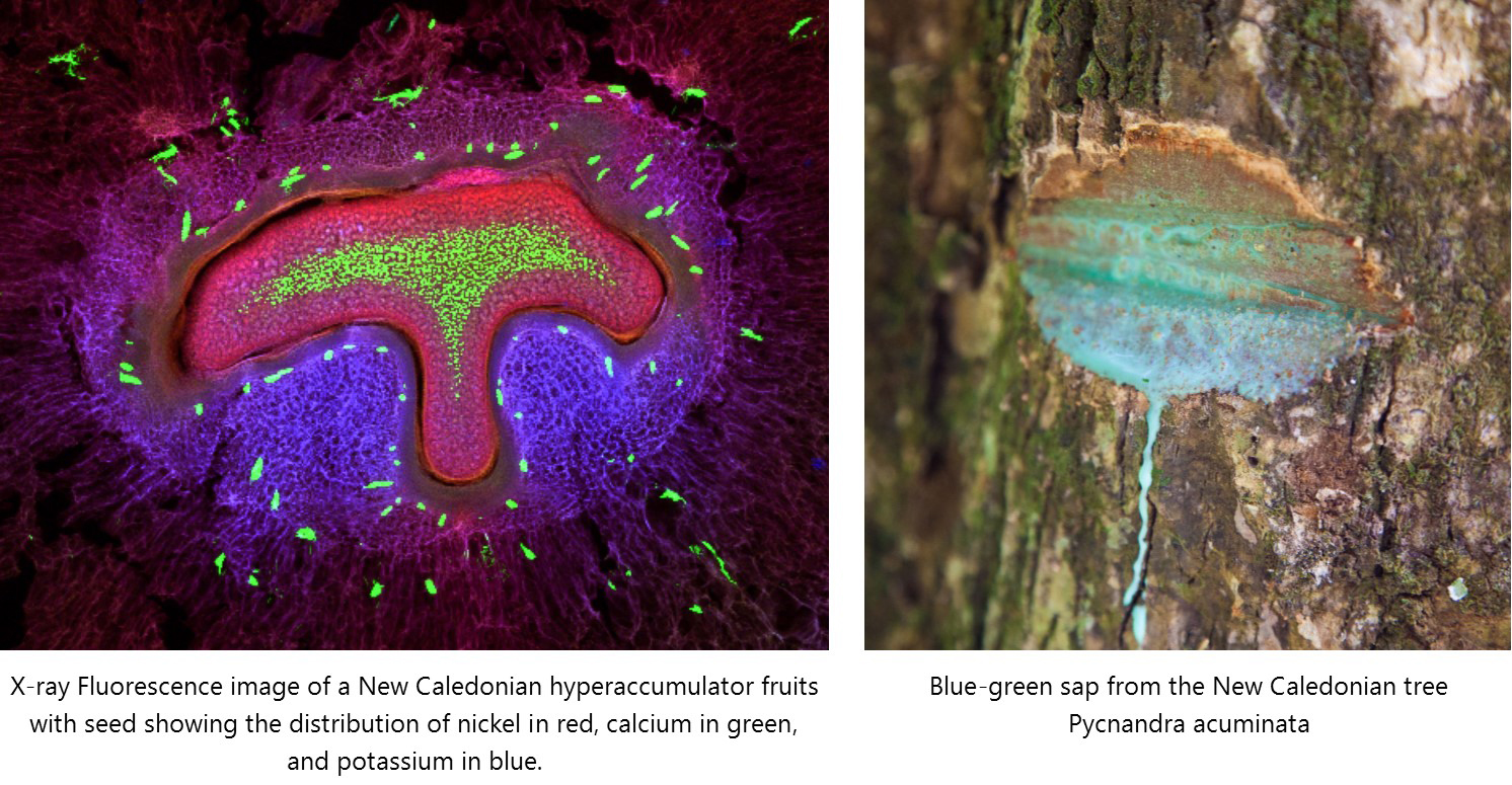 阐明在热带高积累植物物种中镍积累的细胞分布和途径