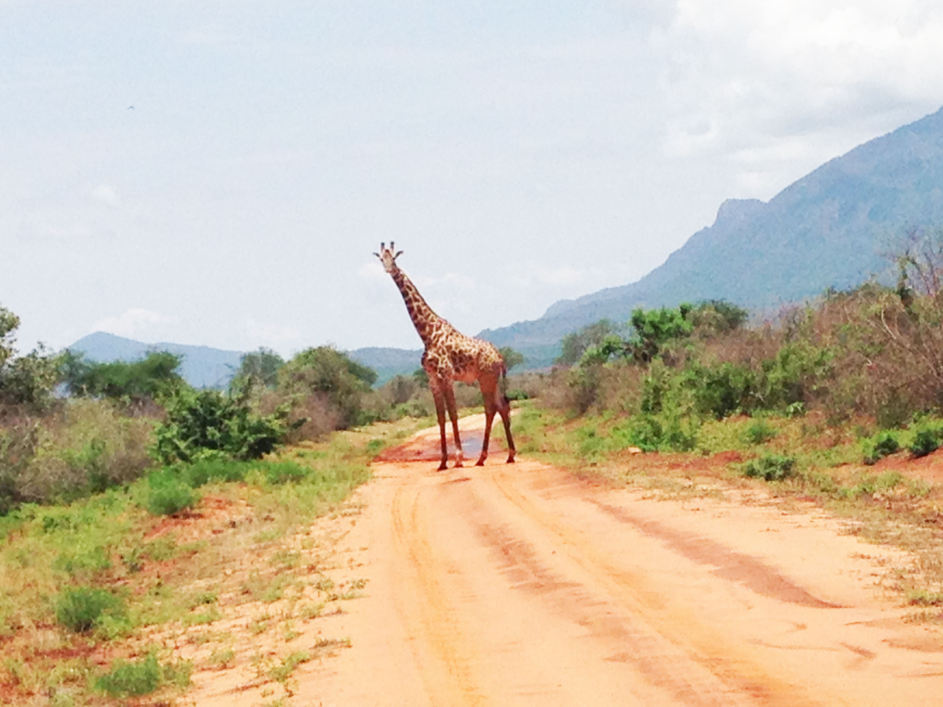 长颈鹿 - 肯尼亚